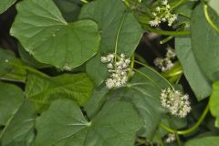Common Moonseed, Menispermum canadense
