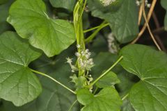 Common Moonseed, Menispermum canadense