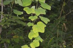 Common Moonseed, Menispermum canadense