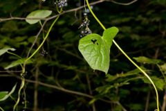 Common Moonseed, Menispermum canadense