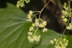 Common Moonseed, Menispermum canadense