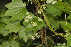 Common Moonseed, Menispermum canadense