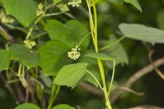 Common Moonseed, Menispermum canadense