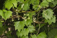 Common Moonseed, Menispermum canadense