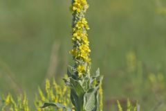 Common Mullein, Verbascum thapsus