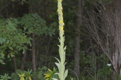 Common Mullein, Verbascum thapsus