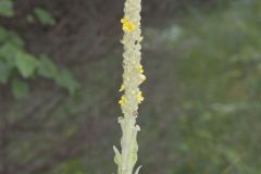 Common Mullein, Verbascum thapsus