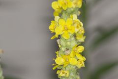 Common Mullein, Verbascum thapsus