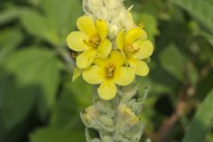 Common Mullein, Verbascum thapsus