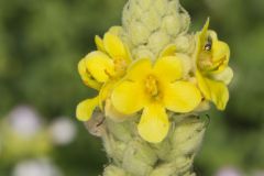 Common Mullein, Verbascum thapsus