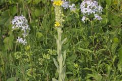 Common Mullein, Verbascum thapsus