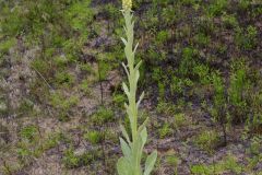 Common Mullein, Verbascum thapsus