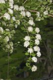 Common Ninebark, Physocarpus opulifolius