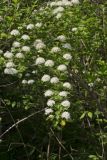 Common Ninebark, Physocarpus opulifolius