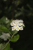 Common Ninebark, Physocarpus opulifolius
