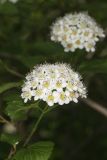 Common Ninebark, Physocarpus opulifolius