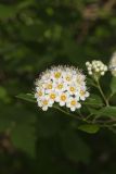 Common Ninebark, Physocarpus opulifolius