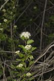 Common Ninebark, Physocarpus opulifolius
