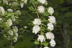 Common Ninebark, Physocarpus opulifolius