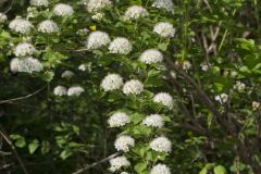 Common Ninebark, Physocarpus opulifolius