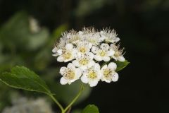 Common Ninebark, Physocarpus opulifolius