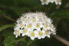 Common Ninebark, Physocarpus opulifolius