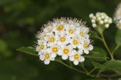 Common Ninebark, Physocarpus opulifolius