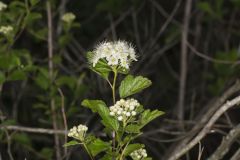 Common Ninebark, Physocarpus opulifolius