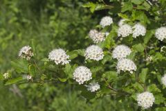 Common Ninebark, Physocarpus opulifolius