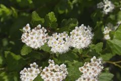 Common Ninebark, Physocarpus opulifolius