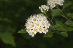 Common Ninebark, Physocarpus opulifolius
