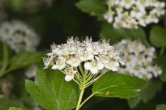 Common Ninebark, Physocarpus opulifolius