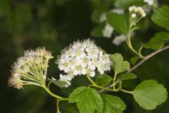 Common Ninebark, Physocarpus opulifolius