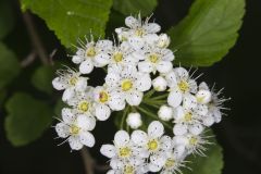 Common Ninebark, Physocarpus opulifolius