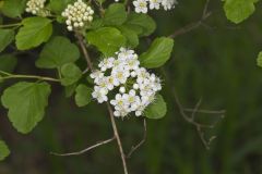 Common Ninebark, Physocarpus opulifolius