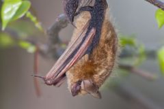 Common pipistrelle, Pipistrellus pipistrellus