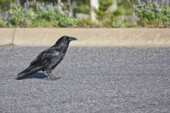 Common Raven, Corvus corax