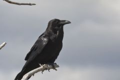 Common Raven, Corvus corax