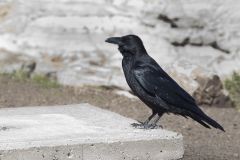 Common Raven, Corvus corax