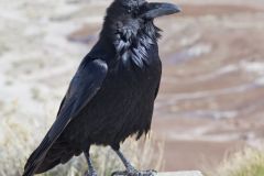 Common Raven, Corvus corax