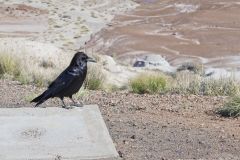 Common Raven, Corvus corax
