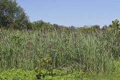 Common Reed