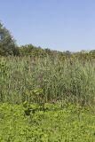 Common Reed, Phragmites australis