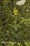 Common Rosinweed, Silphium integrifolium