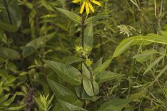 Common Rosinweed