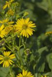 Common Rosinweed, Silphium integrifolium