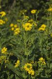 Common Rosinweed, Silphium integrifolium