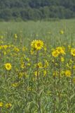 Common Rosinweed, Silphium integrifolium