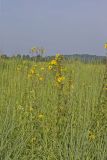Common Rosinweed, Silphium integrifolium