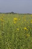 Common Rosinweed, Silphium integrifolium